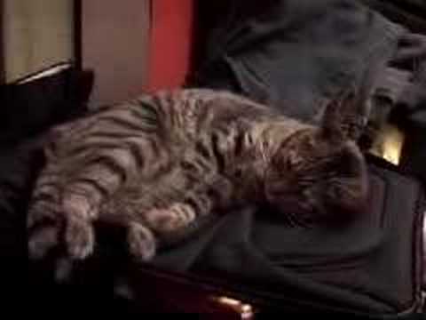 Cat Funny Ha Ha Plays With Shoelaces