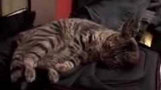 Cat Funny Ha Ha Plays With Shoelaces