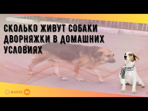 Сколько живут собаки дворняжки в домашних условиях