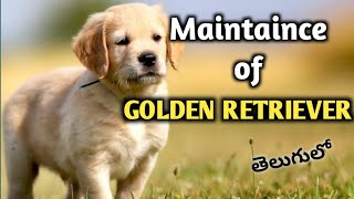 How to maintain golden retriever || maintenance of golden retriever || keerthi puppy vlogs telugu