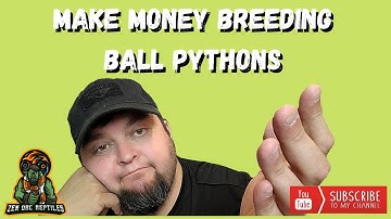 3 Tips to Make Money / Profit Breeding Ball Pythons!!! (What I Learned From Full-time Breeders!)