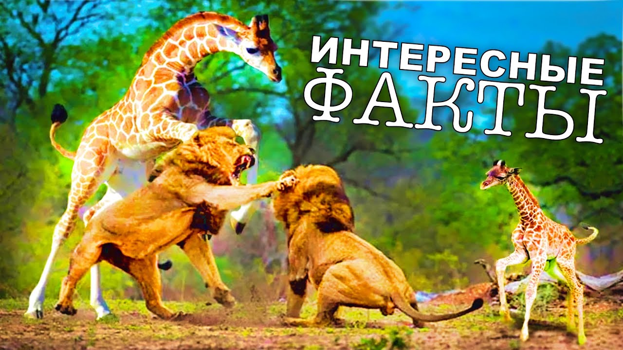 Удивительные факты про жирафов 🦒 Чем питаются, где живут, сколько осталось