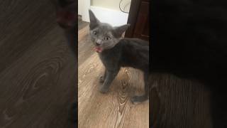 CUTE KITTEN FINDS NEW HOME 😍💕#cat #kitten #short #2023 #trendingshorts #catvideos