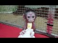 Loango - Je tiens assis et je mordille de la pomme - Bébé Mangabey Couronné - Ménagerie