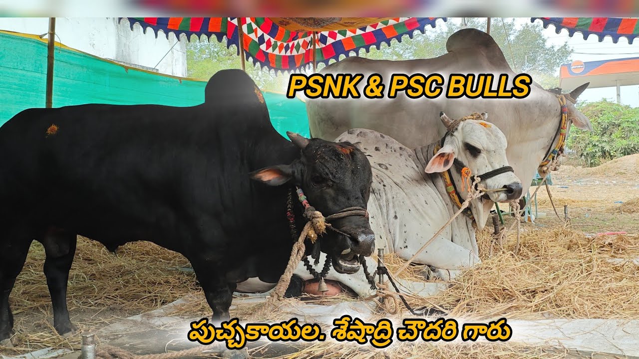 ఆకుల గణపవరం వచ్చిన న్యూ కేటగిరి జత PSNK & PSC BULLS మద్దిరాలనాగులప్పడు గ్రామం.. 
