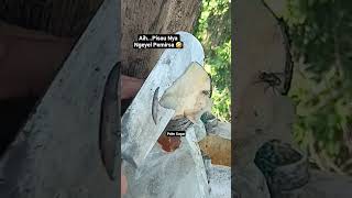 Pisau Nya Ngeyel Pemirsa pisauserbaguna pisaubohler pisaulipatoutdoor pisauberkualitas xyzz