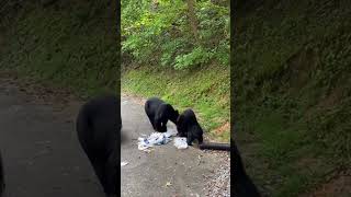 Disapproving Mother Bear Scares POV Away as Cubs Raid the Trash