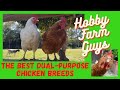 The best dualpurpose chicken breeds for the hobby farm