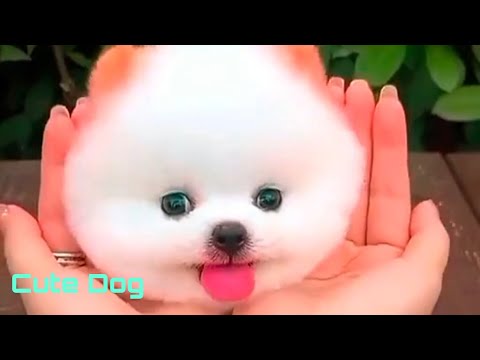 Video: Bagaimana comel anjing ini?