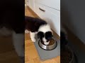 A Little Border Collie's Day #animalshorts #cute #love #BorderCollie