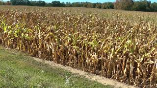Ohio cornfield Ashland, Ohio on October 3, 2017 (across from BP Minit Mart gas station)