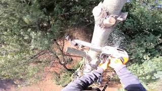 pine tree removals(part 1) #treeclimber