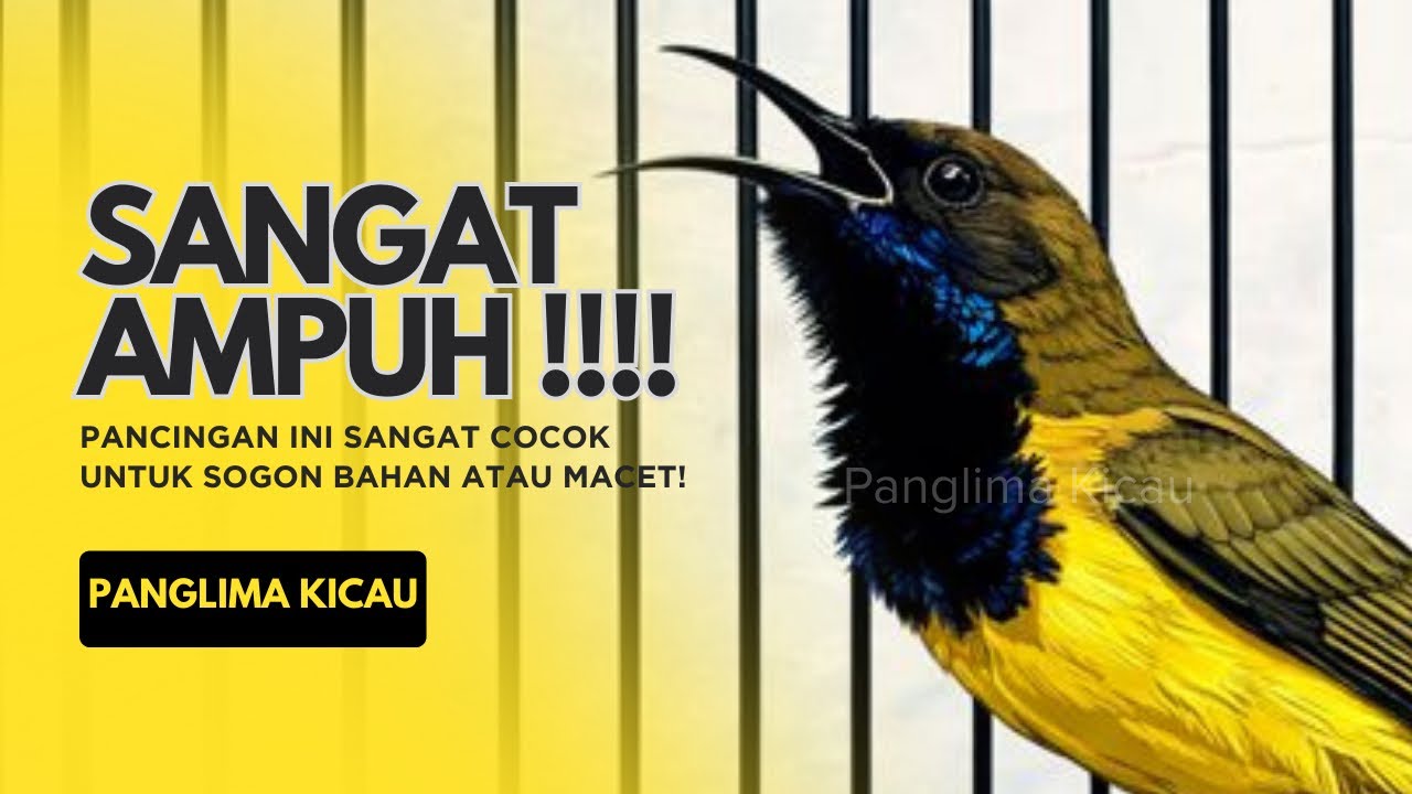 Pancingan Terampuh Saat Ini ⚡ Dijamin Reaksi Cepat #pancingansogon #sogongacor #sogokotong 