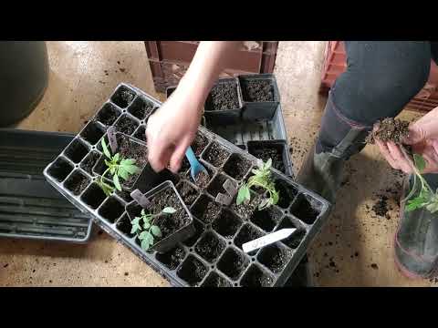How to transplant your Tomato 🍅 Plants