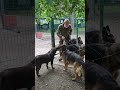 GIANT East European Shepherd Ray, two German Shepherds, a Labrador, a cat and Eugene. Odessa Ukraine