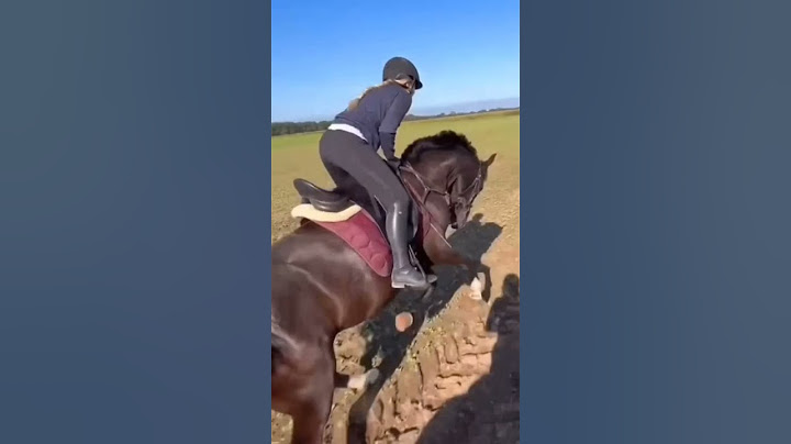 Hella du hast dich so gut gehandelt Woww😱❤️@HellaGabbert #horse #bestpony  #horsefan #showpony 🥹