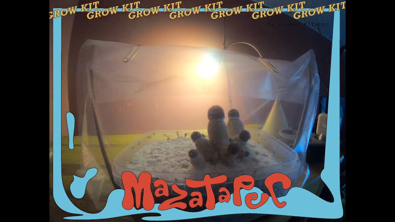Mazatapec - Time Lapse Of Growth
