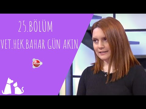 Video: Bozulmamış Köpeklerin Çiftleşmesini Önleme