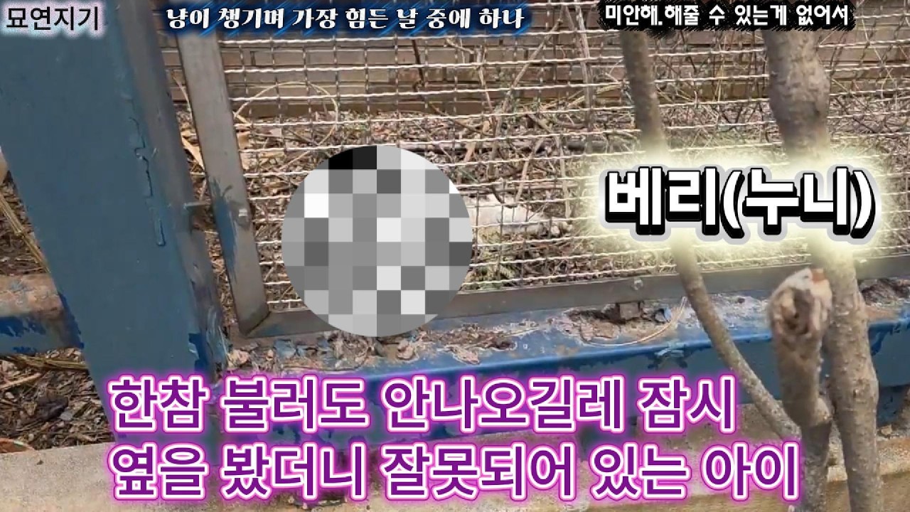 다음에는 절대 길냥이로 태어나지마