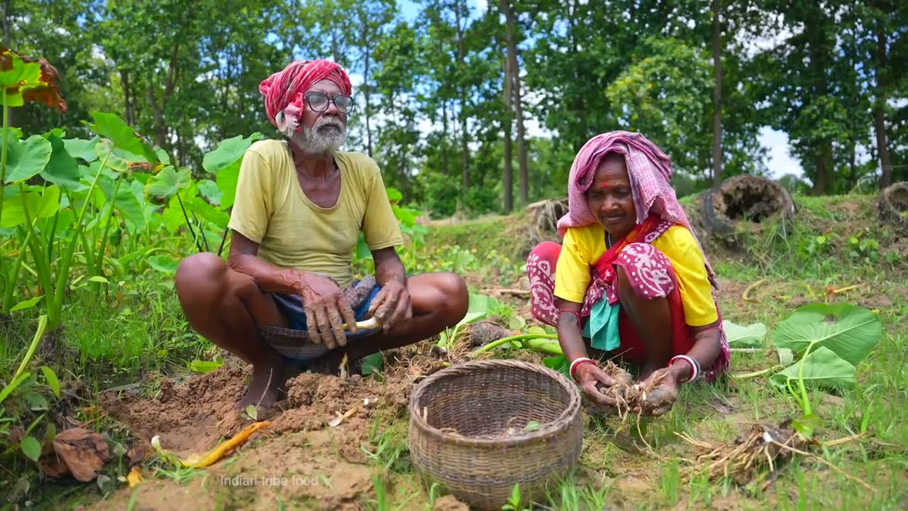 Village style taro root with climbing perch fish curry | climbing perch fish gravy recipe | village