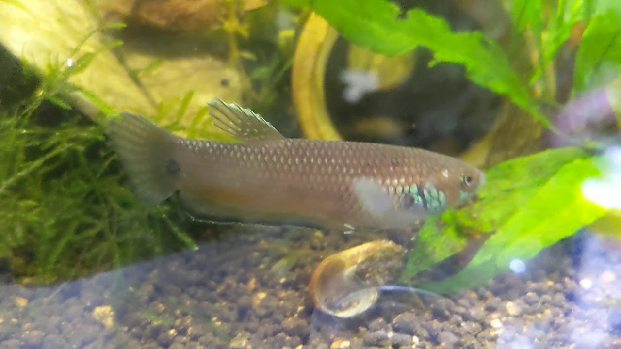 ワイルドベタグラディエーターとパリフィナ混泳水槽 Youtube