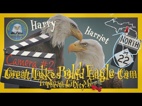Traverse City Eagle Nest Cam Two live cam preview