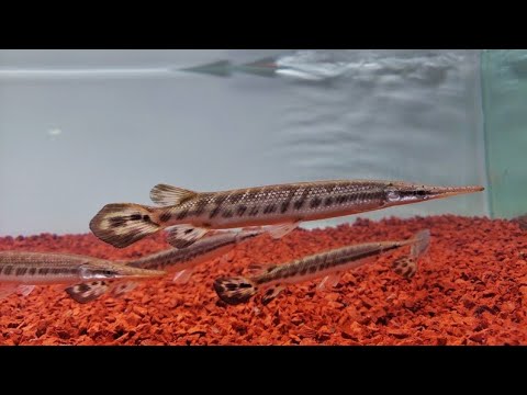 My new spotted gar gang ️😋🌿 | The Fishyflex - YouTube