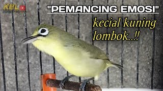 Download lagu CIAK CIAK JOSS KECIAL KUNING AMPUH||PANCINGAN KECIAL MALAS BUNYI||
