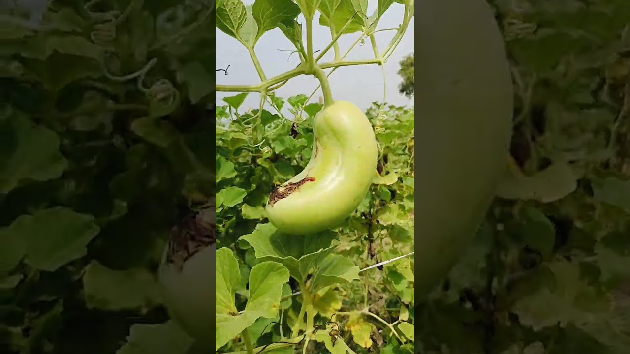 172 Harvesting bottle gourd.
