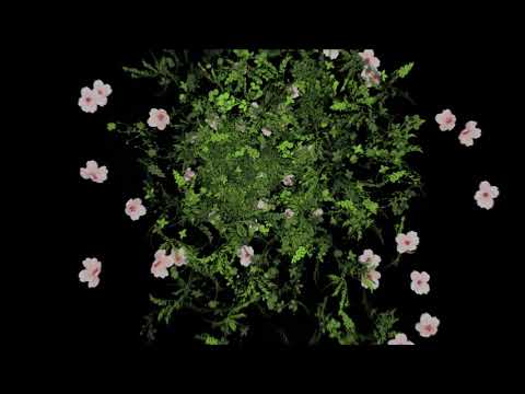 Explosion Flowers Blue Screen