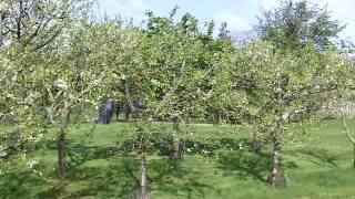 Orchard in blossom at Fallowfields Hotel & Restaurant in Oxfordshire