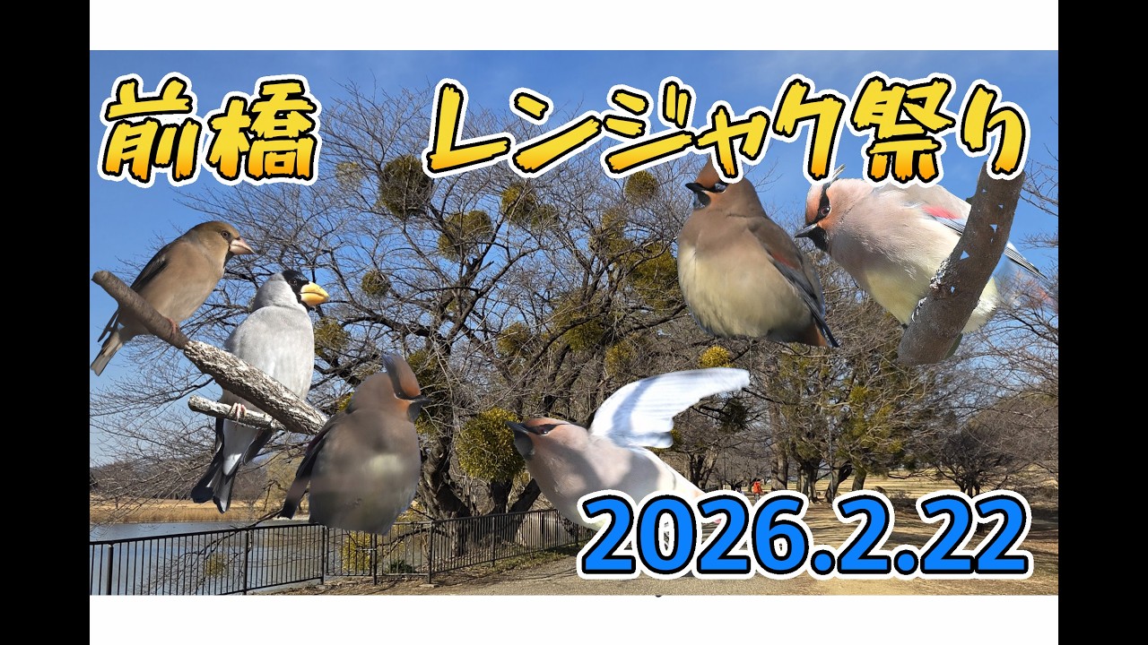前橋のレンジャク祭り（20260222）　9分24秒
