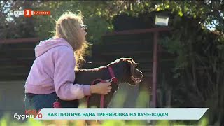 картинка: Кучетата водачи - очи на четири лапи за своите незрящи стопани