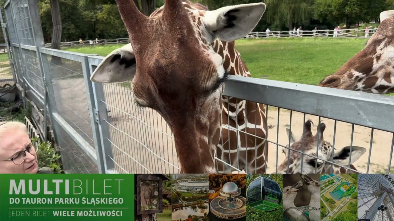 Z bliska: Jak wygląda karmienie żyraf i trening medyczny? 🦒 | W perspektywie Sary