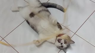 CAT MEMES, it's so fun to play with my bro | cute play