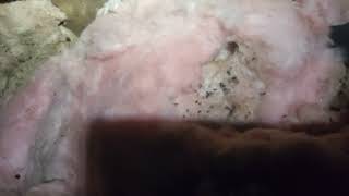 Attic Insulation Contaminated Thanks to Mice