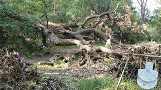 Breaking down a fallen tree timelapse