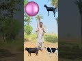Cow, Buffalo,Goat,Lion original #vfx #viral #viralvideo #shorts