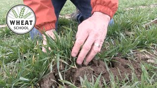 Wheat School: Counting tillers helps determine N strategy