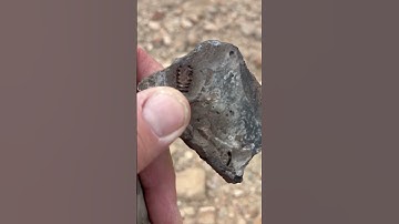 Check it out. Fossil hunting. Finding crinoids. Southern New Mexico. #crinoids #fossils #wow #omg