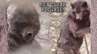 This Super Clear Cryptid Footage JUST Came Out!