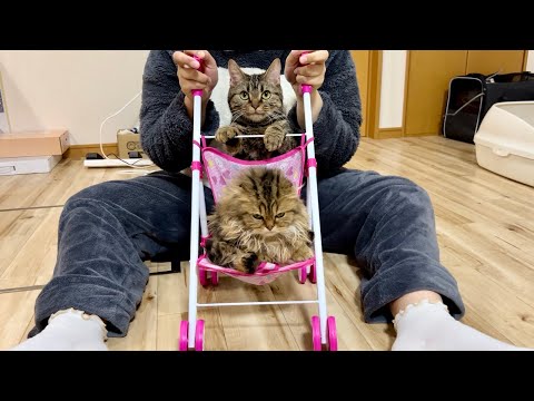 子猫を初めてベビーカーに乗せたら気に入りすぎてこうなりましたw