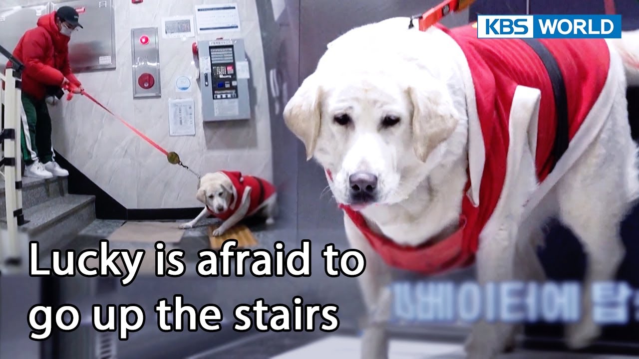 She foams at the mouth from extreme stress😫[Dogs are incredible : EP.157-1] | KBS WORLD TV 230214