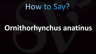 How To Pronounce Ornithorhynchus Anatinus Correctly Platypus