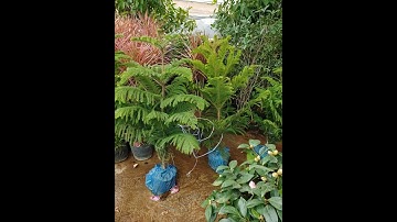 Bán cây tùng bách tán cao 1-1.2m ship toàn quốc 0977973535