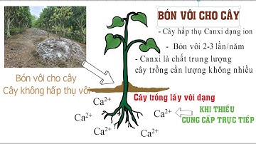 Nông dân cần biết-hiểu về các loại vôi và loại vôi nào sử dụng tốt nhất cho cây trồng?