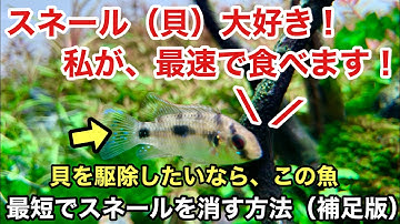 バジスバジス Youtube バジスバジス Youtube