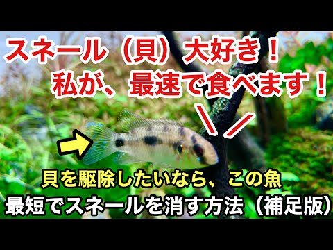 Top 21 スネール イーター Kthn