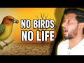 Birds Are Better at Planting Trees Than Humans | Parvez Agwan