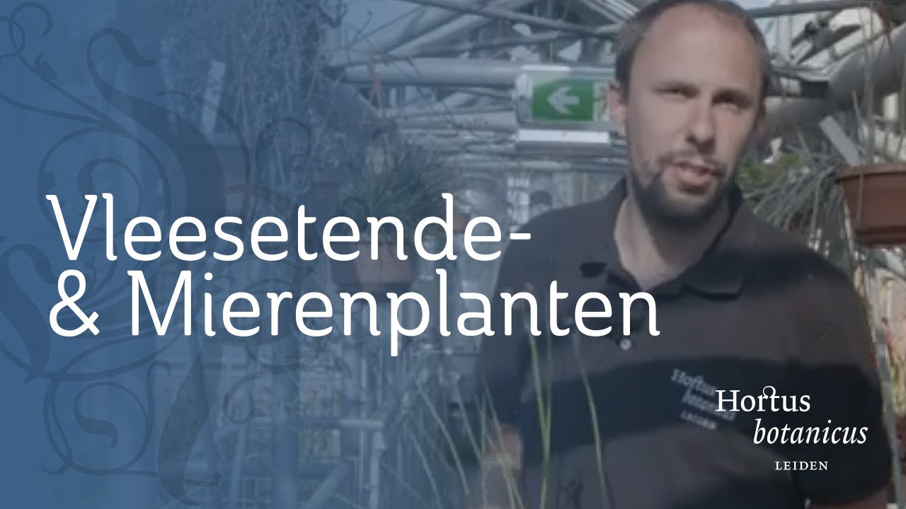 Rondleiding over Vleesetende- en mierenplanten | Rogier van Vugt | Hortus botanicus Leiden